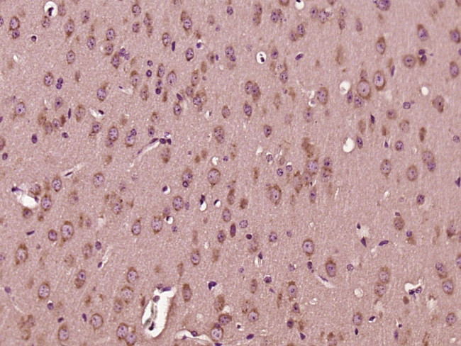 DNAJC19 Antibody in Immunohistochemistry (Paraffin) (IHC (P))