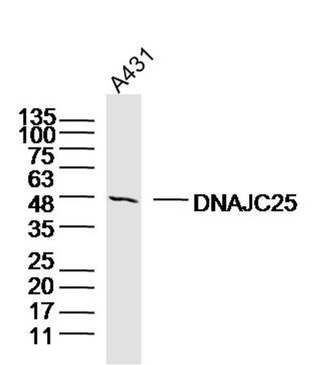 DNAJC25 Antibody in Western Blot (WB)