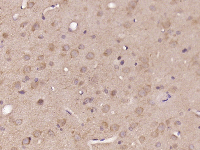 DNASE1L2 Antibody in Immunohistochemistry (Paraffin) (IHC (P))