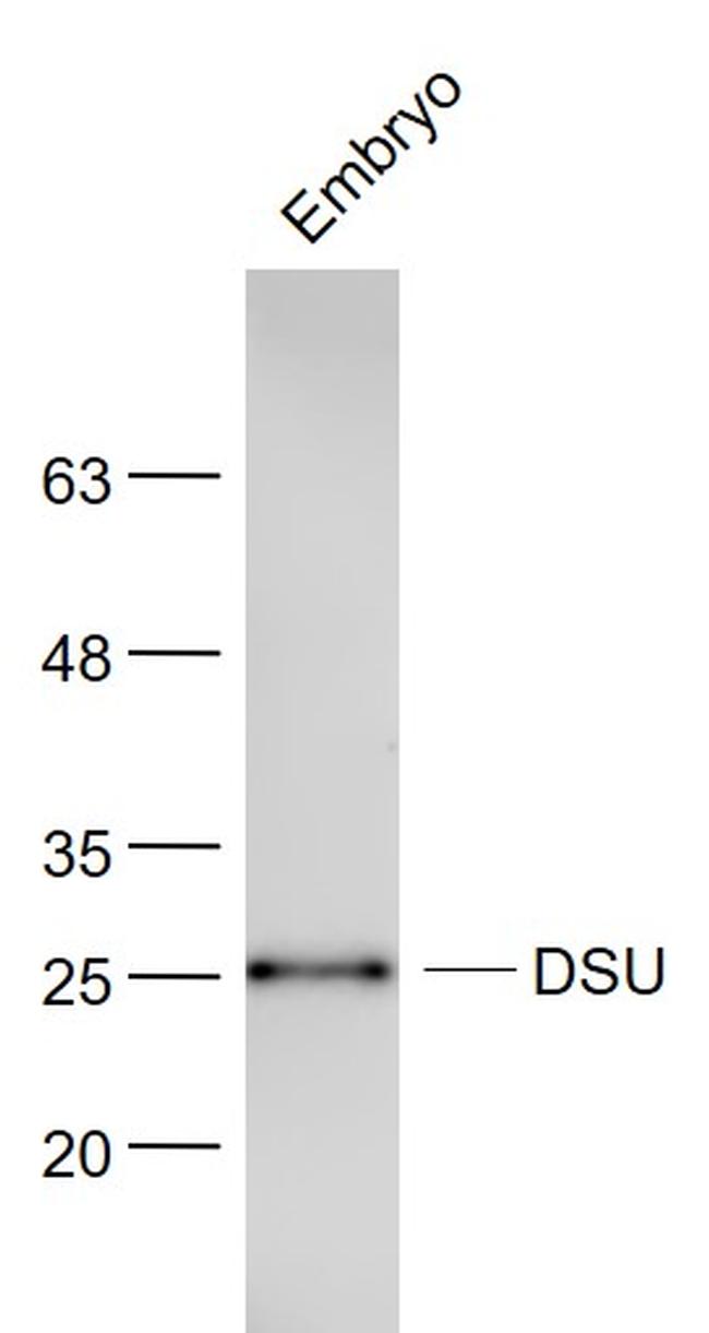 DSU Antibody in Western Blot (WB)