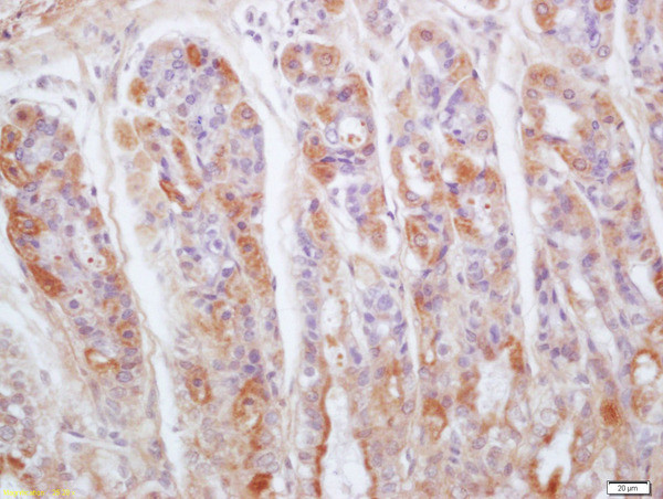 Gastrokine 1 Antibody in Immunohistochemistry (Paraffin) (IHC (P))