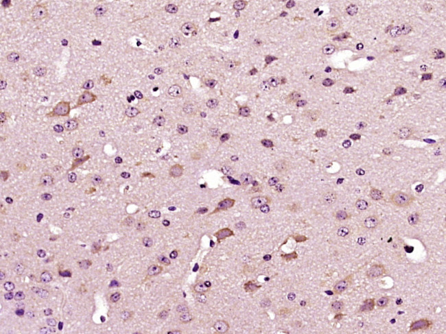 DYRK4 Antibody in Immunohistochemistry (Paraffin) (IHC (P))