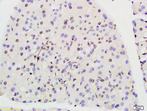 Prohibitin Antibody in Immunohistochemistry (Paraffin) (IHC (P))