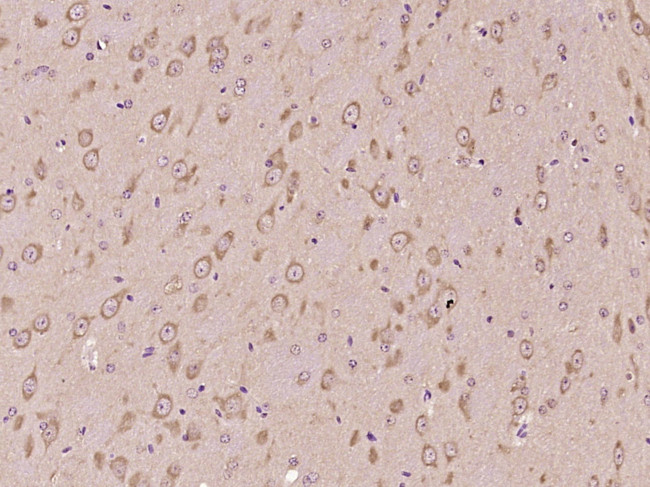PAFAH Antibody in Immunohistochemistry (Paraffin) (IHC (P))