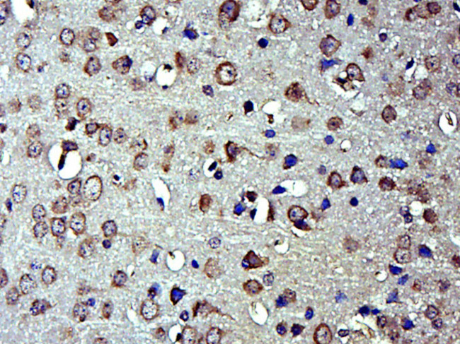 EFR3B Antibody in Immunohistochemistry (Paraffin) (IHC (P))