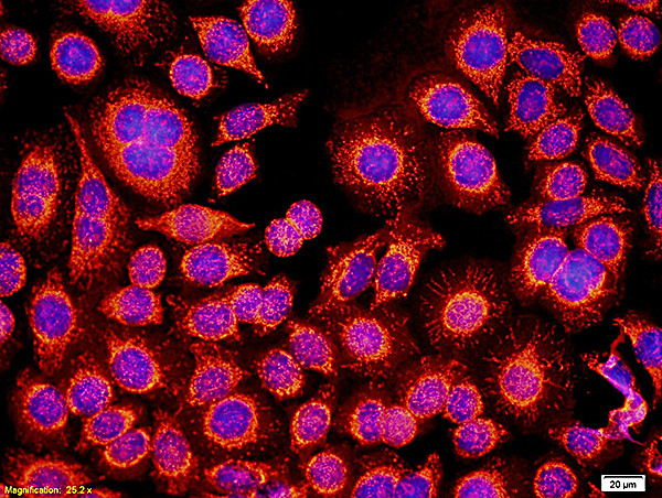 GM-CSFR alpha Antibody in Immunocytochemistry (ICC/IF)