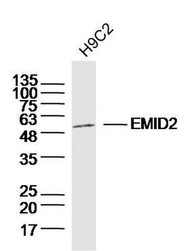 EMID2 Antibody in Western Blot (WB)