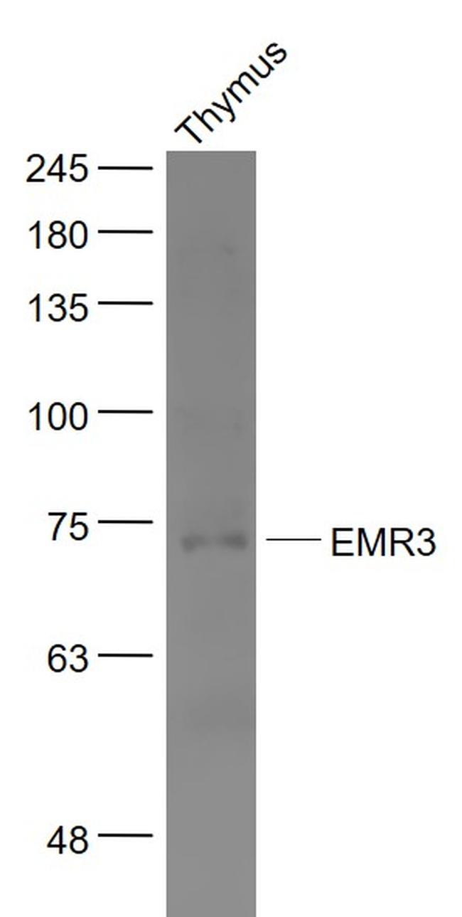 EMR3 Antibody in Western Blot (WB)