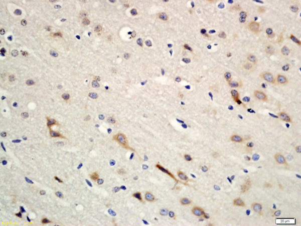 Erbin Antibody in Immunohistochemistry (Paraffin) (IHC (P))