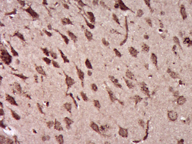 Ermin Antibody in Immunohistochemistry (Paraffin) (IHC (P))