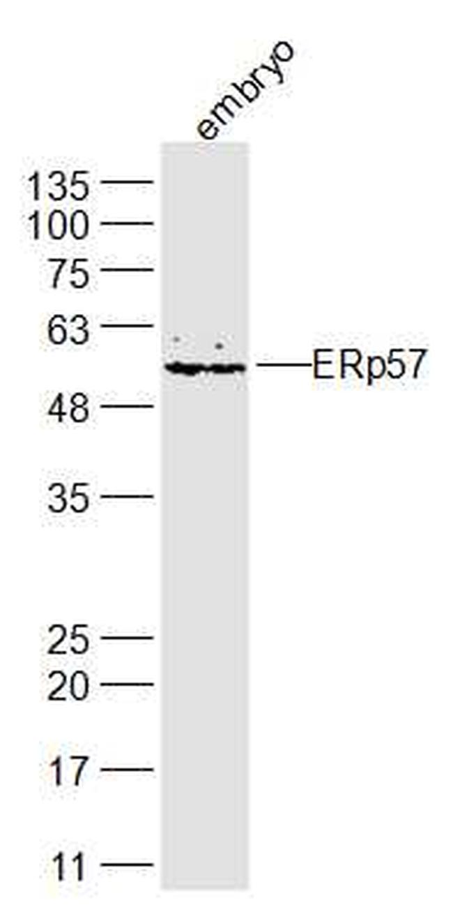 ERp57 Antibody in Western Blot (WB)