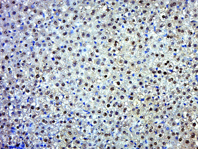 EXD2 Antibody in Immunohistochemistry (Paraffin) (IHC (P))