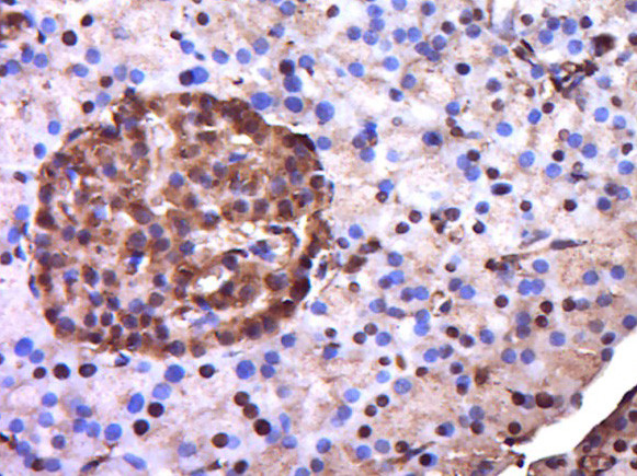 EXOC3L2 Antibody in Immunohistochemistry (Paraffin) (IHC (P))