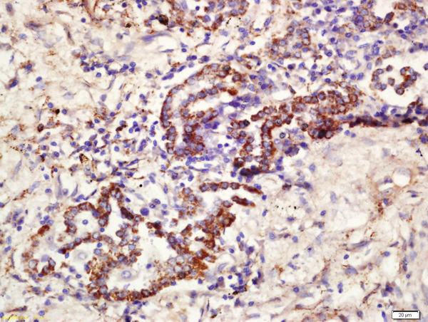 CD361 Antibody in Immunohistochemistry (Paraffin) (IHC (P))