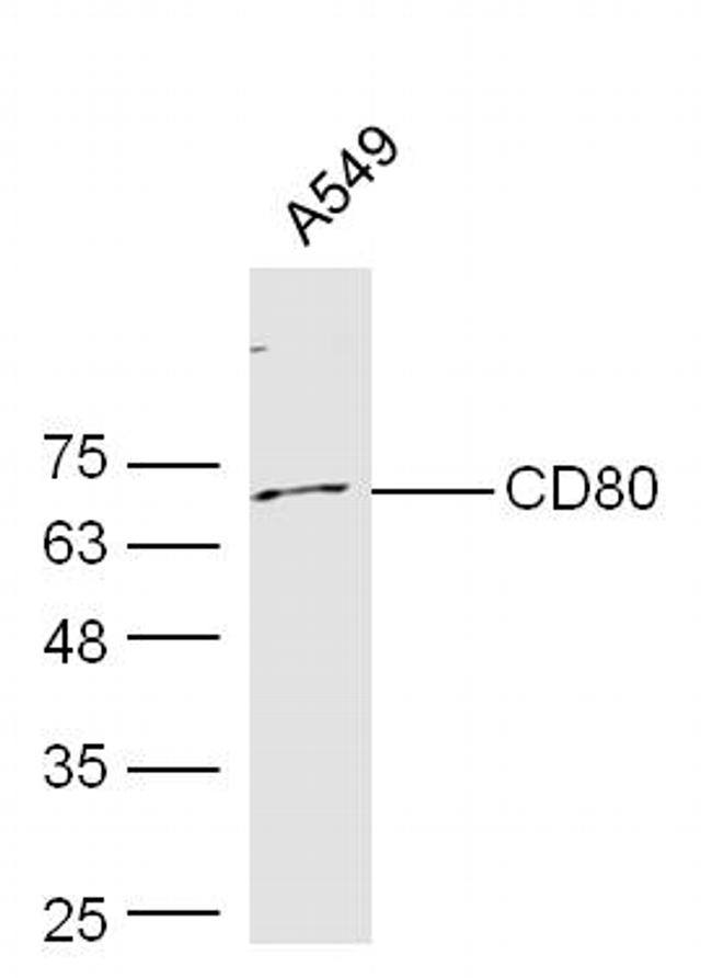 CD80 Antibody in Western Blot (WB)