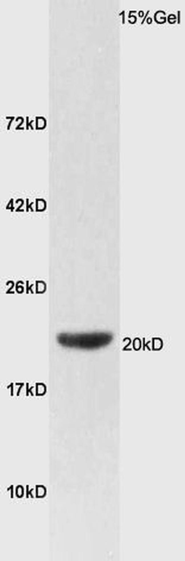 FAM210B Antibody in Western Blot (WB)