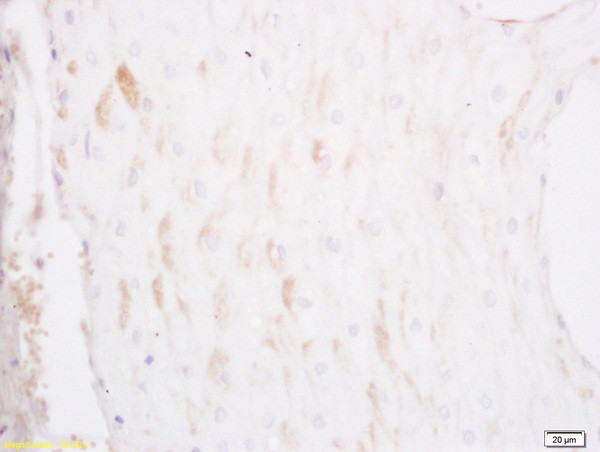 Apollon/BIRC6 Antibody in Immunohistochemistry (Paraffin) (IHC (P))