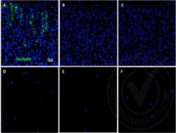 Occludin Antibody in Immunohistochemistry (Paraffin) (IHC (P))