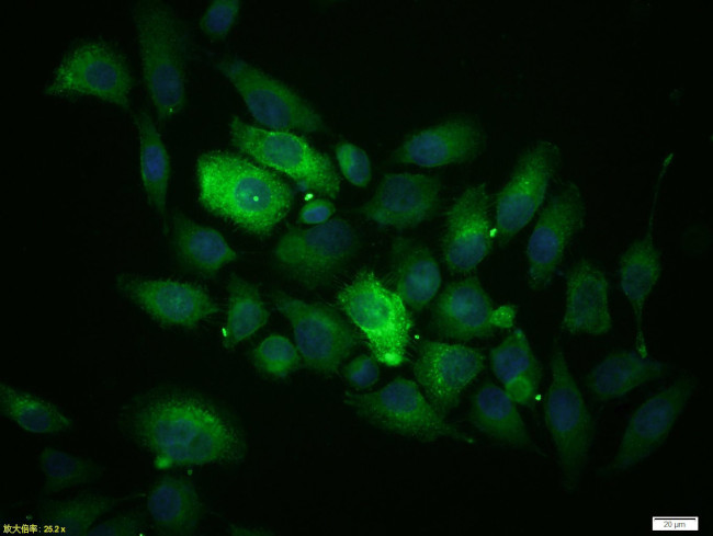 MUC1 Antibody in Immunocytochemistry (ICC/IF)