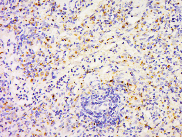 FAM3D Antibody in Immunohistochemistry (Paraffin) (IHC (P))