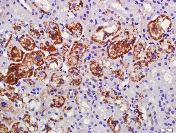 C1orf173 Antibody in Immunohistochemistry (Paraffin) (IHC (P))