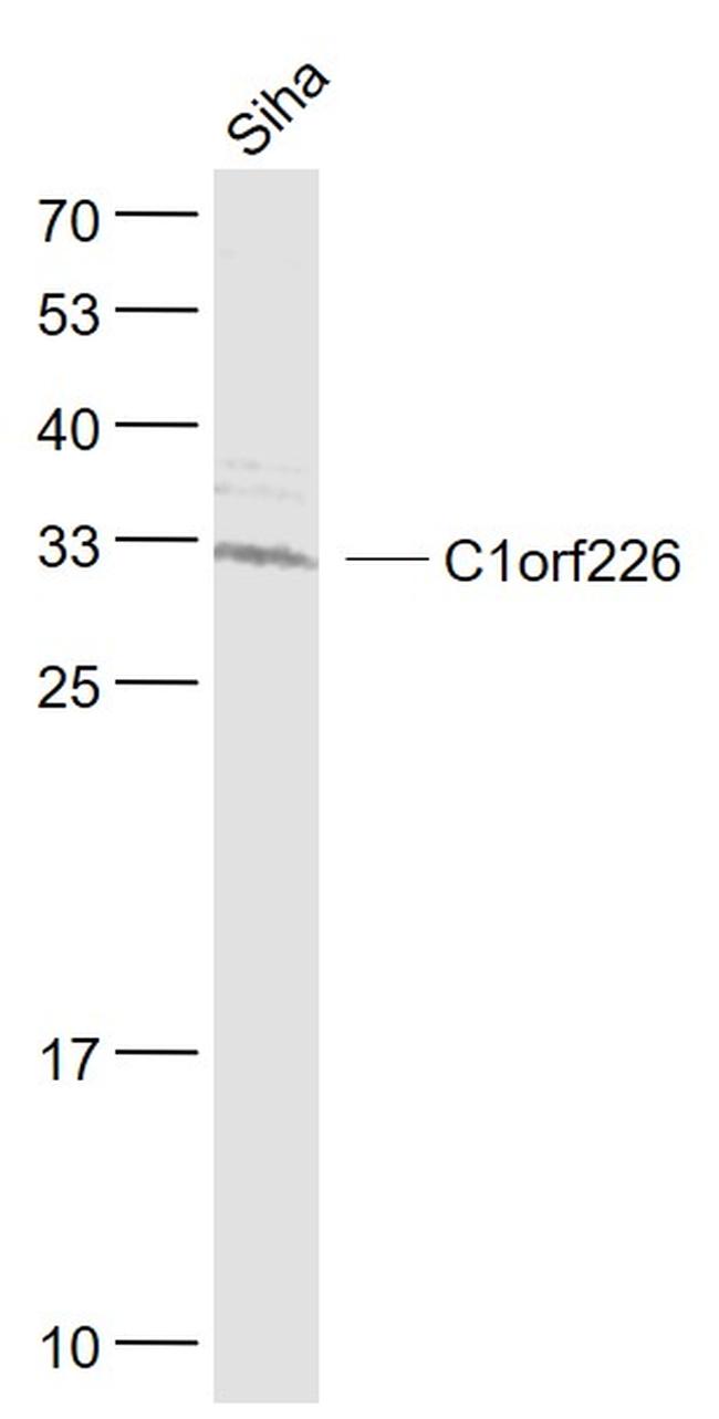 C1orf226 Antibody in Western Blot (WB)