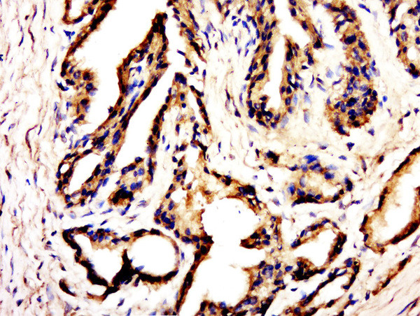 C20orf173 Antibody in Immunohistochemistry (Paraffin) (IHC (P))