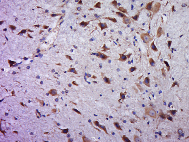C20orf94 Antibody in Immunohistochemistry (Paraffin) (IHC (P))