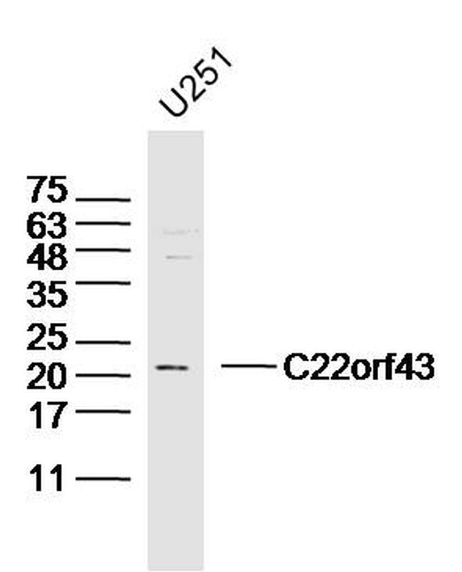 C22orf43 Antibody in Western Blot (WB)
