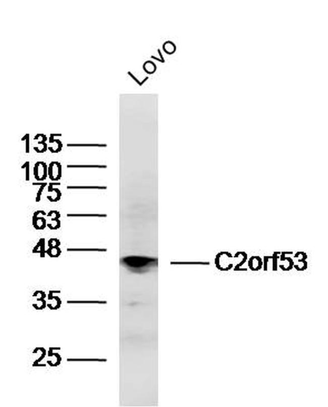 C2orf53 Antibody in Western Blot (WB)