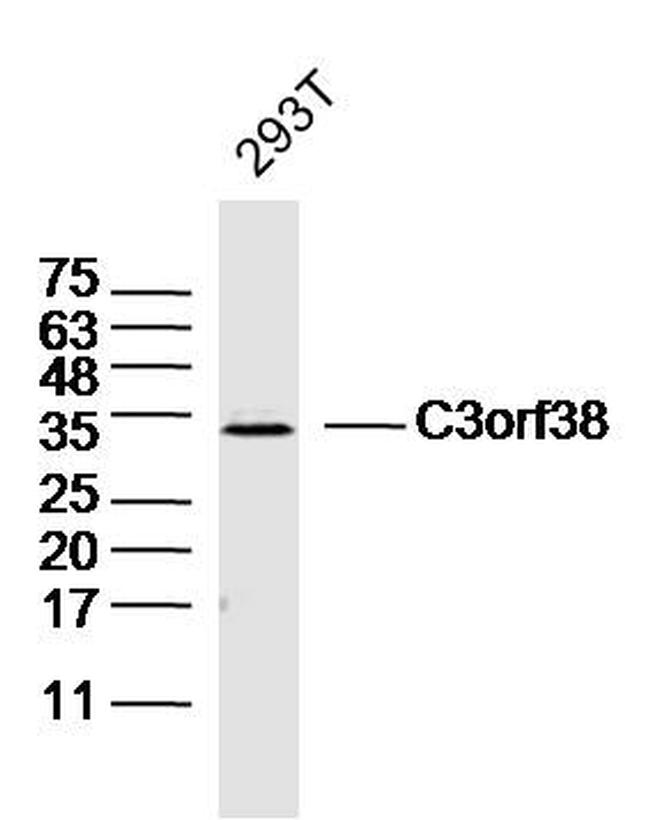 C3orf38 Antibody in Western Blot (WB)