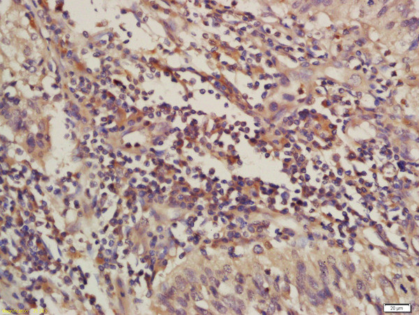C4orf21 Antibody in Immunohistochemistry (Paraffin) (IHC (P))
