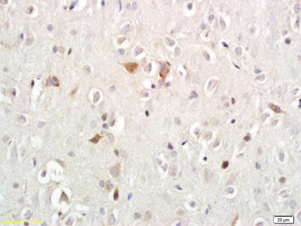 Persephin Antibody in Immunohistochemistry (Paraffin) (IHC (P))