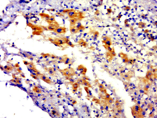 C4orf51 Antibody in Immunohistochemistry (Paraffin) (IHC (P))
