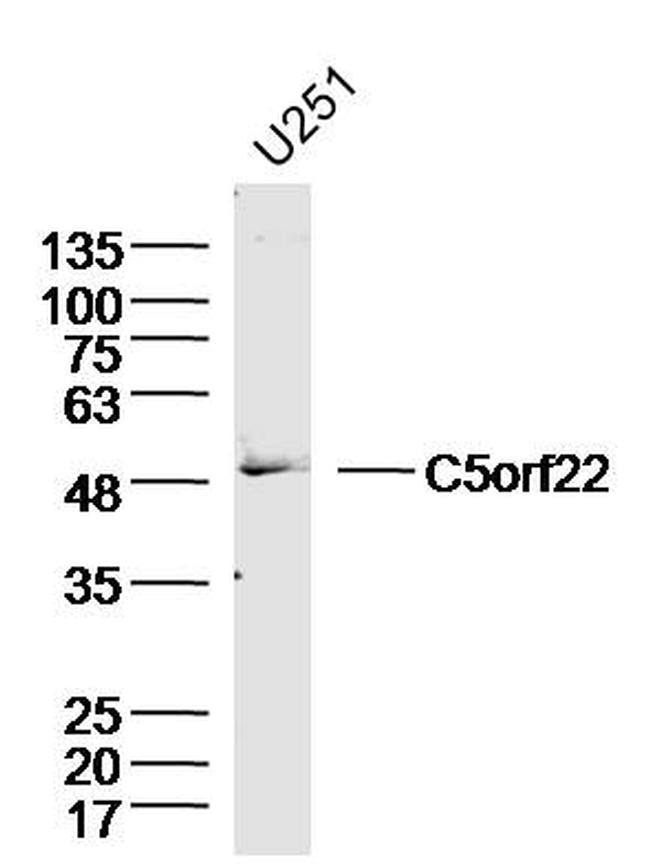 C5orf22 Antibody in Western Blot (WB)