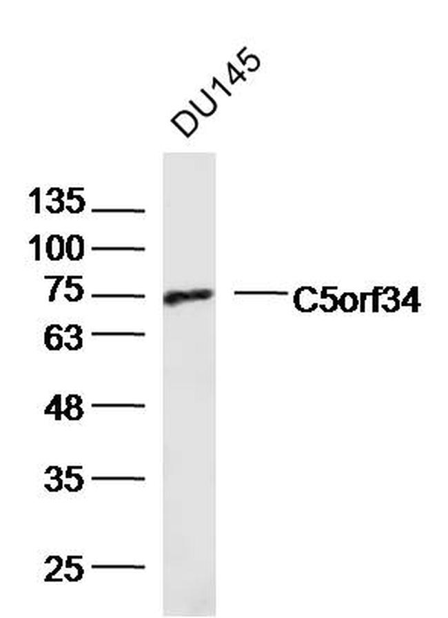 C5orf34 Antibody in Western Blot (WB)