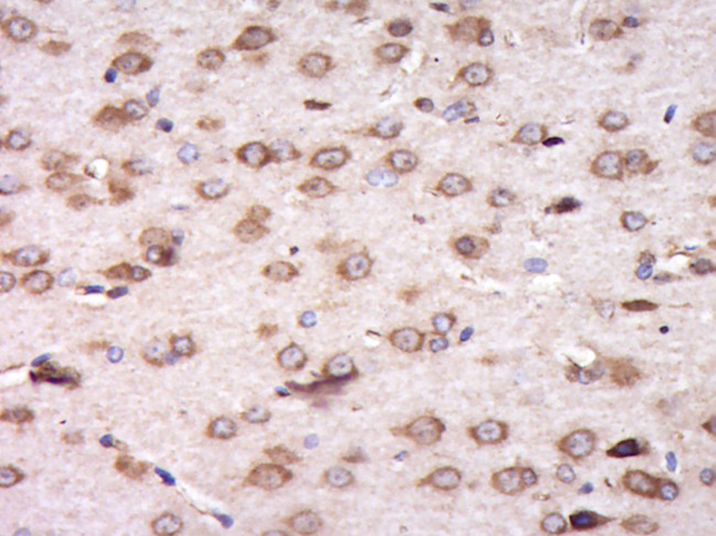 C6orf145 Antibody in Immunohistochemistry (Paraffin) (IHC (P))
