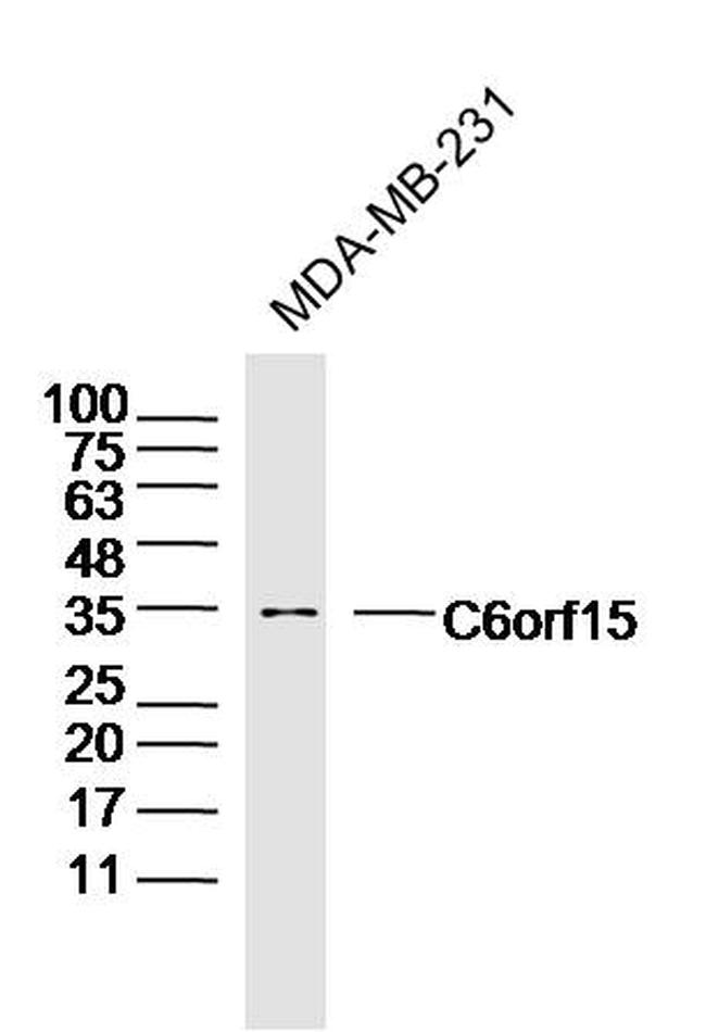 C6orf15 Antibody in Western Blot (WB)