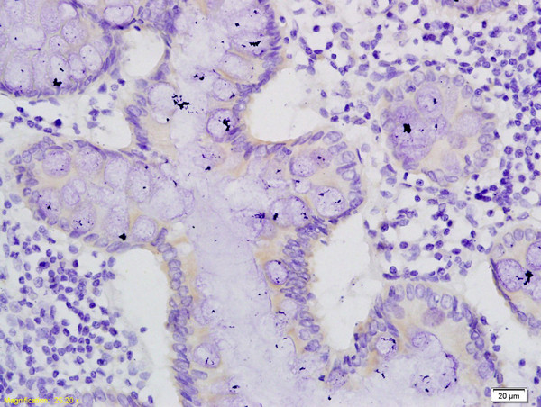 mucin3/Muc3 Antibody in Immunohistochemistry (Paraffin) (IHC (P))