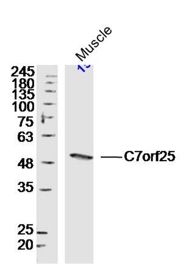C7orf25 Antibody in Western Blot (WB)
