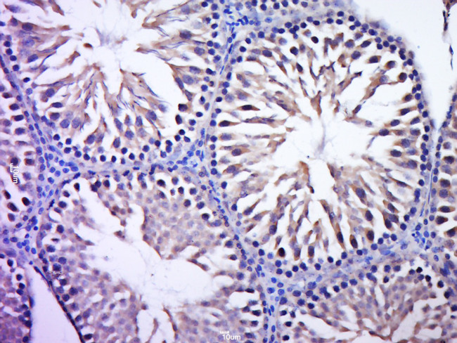 C7orf57 Antibody in Immunohistochemistry (Paraffin) (IHC (P))