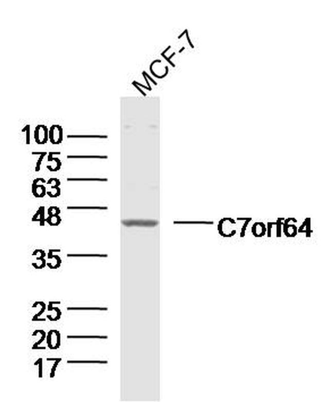 C7orf64 Antibody in Western Blot (WB)