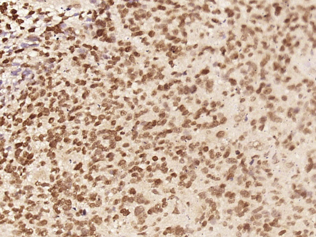 C8orf58 Antibody in Immunohistochemistry (Paraffin) (IHC (P))