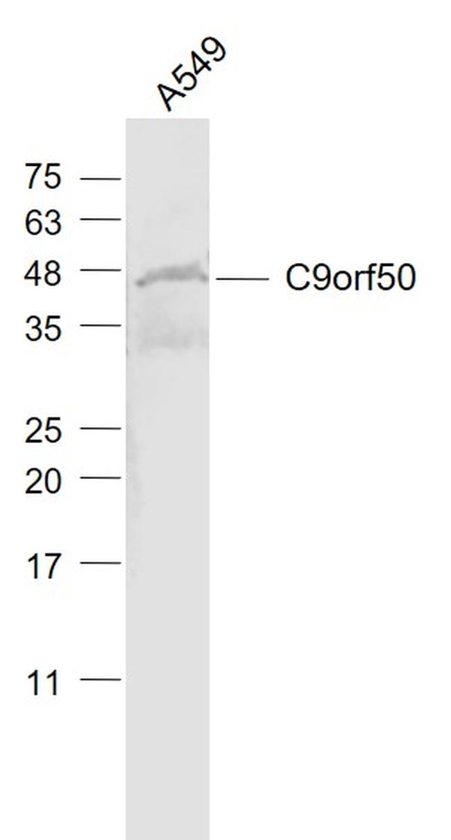 C9orf50 Antibody in Western Blot (WB)