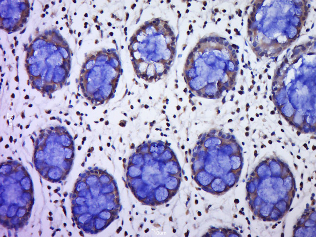 C9orf96 Antibody in Immunohistochemistry (Paraffin) (IHC (P))