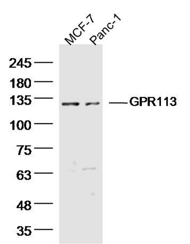 GPR113 Antibody in Western Blot (WB)