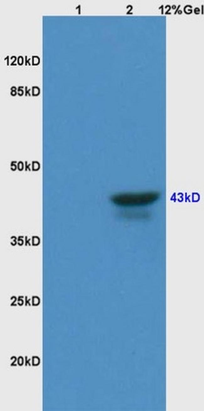 CD46/MCP Antibody in Western Blot (WB)