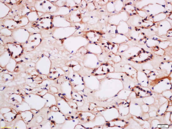 HCP1 Antibody in Immunohistochemistry (Paraffin) (IHC (P))
