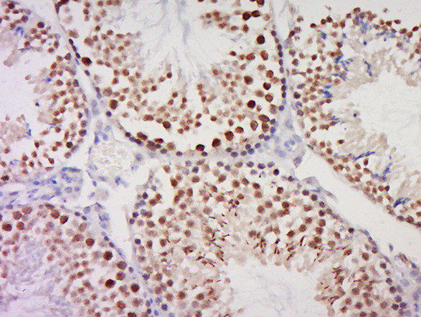 HEXO Antibody in Immunohistochemistry (Paraffin) (IHC (P))