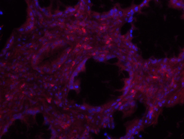 IDO Antibody in Immunohistochemistry (Paraffin) (IHC (P))